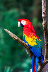scarlet macaw parrot, Fort Worth, Texas, USA
