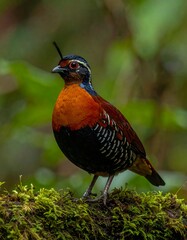 A close-up of a brilliantly colored bird perched on a mossy log, displaying intricate patterns and vibrant hues against a blurred forest backdrop.
