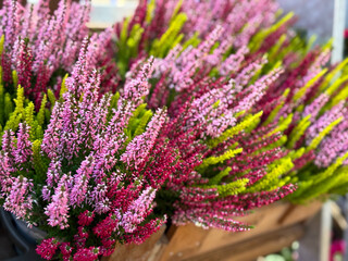 Tricolor Calluna Vulgaris flowers in pink, purple and green color close up, floral wallpaper...