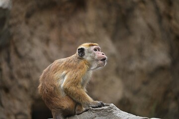 座って見上げるトクモンキー