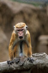 座ったカメラ目線のトクモンキー