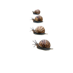 A snail race across the pavement, A vibrant scene of snails racing on the pavement, highlighting their unique shells and trails, isolated on transparent background