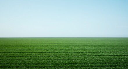 Fototapeta premium Serene Minimalist Landscape of a Vast Green Field and Clear Blue Sky