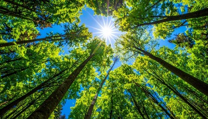 Fototapeta premium Looking up at the sky through the trees in a forest on a sunny day.