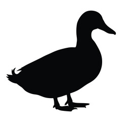 A striking black duck profile against a white background silhouette