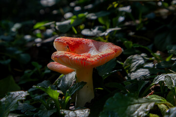 Red Mushroom on Forest Floor with Dark Background"