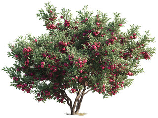 Fototapeta premium PNG of A vibrant apple tree laden with red fruits, showcasing lush green leaves in a lively, sunny setting.