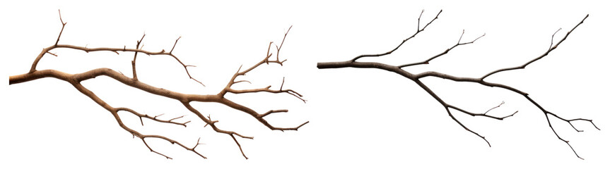 PNG Realistic detailed tree branches, element set on transparent background