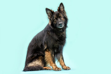 old German shepherd dog in black and brown sitting against blue background
