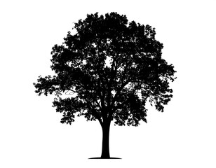 Fototapeta premium A strong, full silhouette of a broadleaf tree stands prominently against a plain white background.