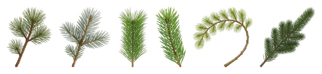 Obraz premium Conifer branch set including pine and spruce varieties isolated. Natural evergreen collection for holiday decor.