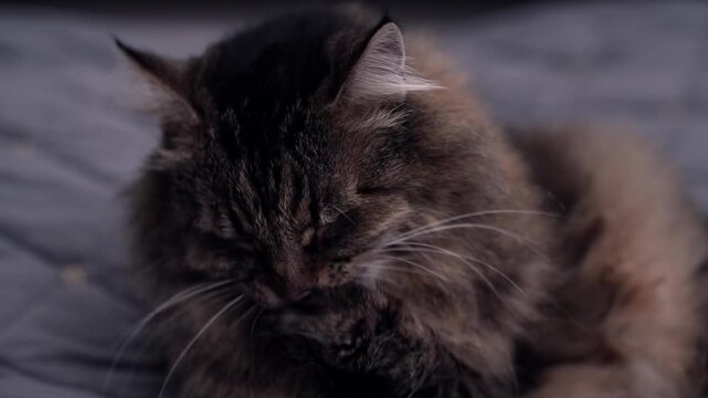 A tiger cat lies on a bed and licks its paw.