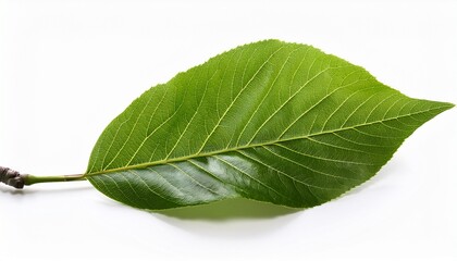 Obraz premium Fresh Tree Branch Isolated On White Background