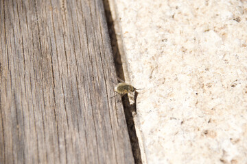 Close-up of a wild bee resting on a rough stone surface in bright sunlight. The small insect is sharply focused while the textured ground forms a soft background.