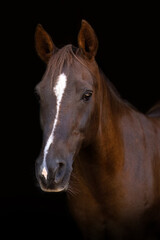 Obraz premium Elegant brown arabian crossbreed horse portrait with white blaze on black background