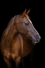 Elegant brown arabian crossbreed horse portrait with white blaze on black background