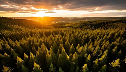 Breathtaking aerial view of a vast evergreen forest illuminated by the golden glow of a setting sun, creating a magical, serene landscape