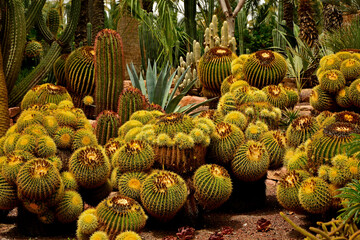 egzotyczny ogród z palmami i kaktusami, gaj palmowy z palmami i kaktusami, Botanical garden in Elche, Alicante, spain, palm trees and cacti,  palmy i kaktusy, echinocactus grusonii © kateej