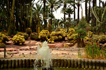 egzotyczny ogród ze stawem i wysokimi palmami, gaj palmowy w Elche, Botanical garden in Elche, Alicante, spain, Water pond and palm trees and cacti, Huerto Del Cura Botanical Garden Palm © kateej