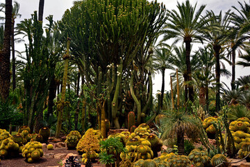 egzotyczny ogród z palmami i kaktusami, gaj palmowy w Elche, Botanical garden in Elche, Alicante, spain, palm trees and cacti, echinocactus grusonii, Huerto Del Cura Botanical Garden Palm © kateej