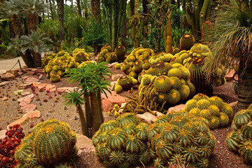 egzotyczny ogród z palmami i kaktusami, gaj palmowy , Botanical garden in Elche, Alicante, spain, palm trees and cacti,  echinocactus grusonii, Huerto Del Cura Botanical Garden Palm  © kateej
