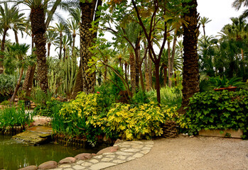szeflera w egzotycznym ogrodzie ze stawem i palmami, gaj palmowy w Elche, Botanical garden in Elche, Alicante, spain, Water pond and palm trees and cacti, Huerto Del Cura Botanical Garden Palm  © kateej