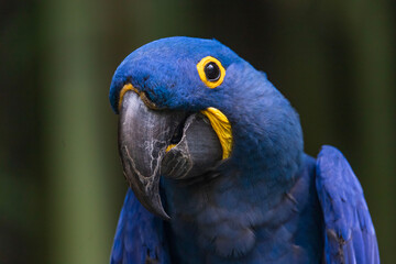 The hyacinth macaw, or hyacinthine macaw, is a parrot native to central and eastern South America. With a length of about one meter it is longer than any other species of parrot.
