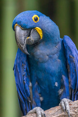 The hyacinth macaw, or hyacinthine macaw, is a parrot native to central and eastern South America. With a length of about one meter it is longer than any other species of parrot.
