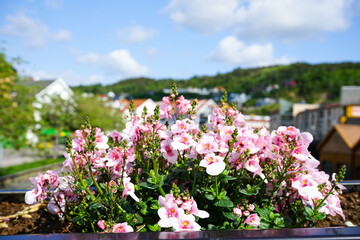 Pink garden flowers with scenic town view.