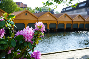 Blooming rhododendron by wooden boathouses.
