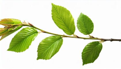 Twig With Spring Green Leaves Isolated On White Or Transparent Background