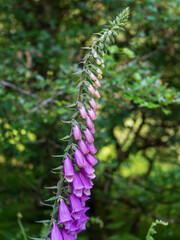 Purple foxglove flower blooming in forest © Viktor