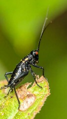 Naklejka premium Close-up of a black insect on a leaf