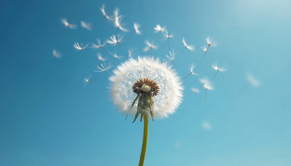 Close-up of a dandelion clock with seeds blowing in the wind against a clear blue sky. The image evokes feelings of summer, freedom, and making wishes. Perfect for nature and lifestyle themes.