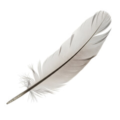 Single White Bird Feather on Black Background isolated