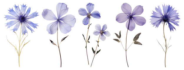 PNG Delicate blue flowers beautifully arranged, element set on transparent background