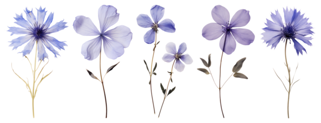 PNG Delicate blue flowers beautifully arranged, element set on transparent background