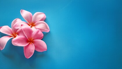 Blooming Pink Frangipani Flowers Artistically Arranged Against A Tranquil Blue Backdrop Encapsulating Tranquility And Natural Beauty Appealing To Botanical Enthusiasts