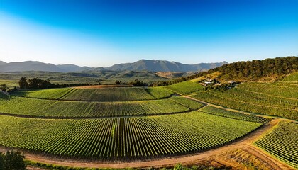 Fototapeta premium Vibrant Lush Vineyard With Evenly Spaced Rows Of Grapevines Stretching Towards Distant Rolling Hills And Mountains Under Clear Blue Sky Du Daytime