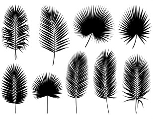 A collection of various palm leaf silhouettes, perfect for graphic design or illustration projects.