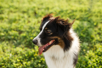 Border Collie dog in green field on sunny day, happy pet outdoors