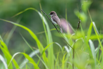 Eastern phoebe perched in a garden.