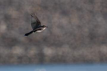 Tree swallow in flight over a lake.