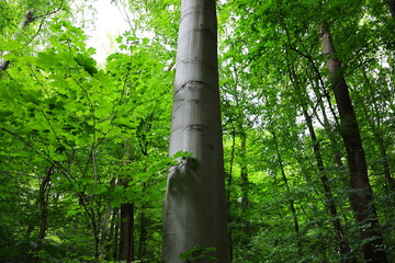 Buchenwald (Fagus) / Laubwald im Sommer / Wald