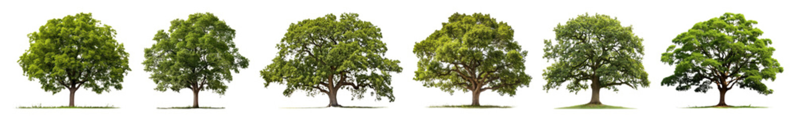 Obraz premium PNG Lush green trees in sequence, element set on transparent background