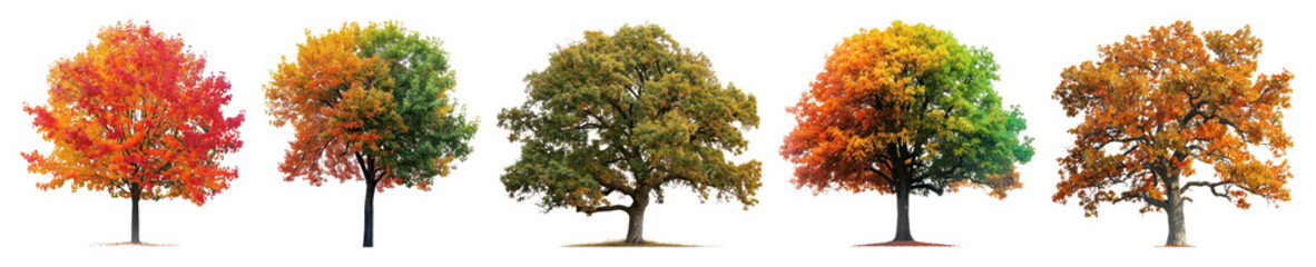 Fototapeta premium PNG Vibrant autumn trees aligned beautifully, element set on transparent background