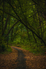 A tranquil forest path in the early autumn morning, covered with fallen leaves and framed by a tunnel of deep green, overhanging tree branches.