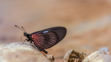 An actinote butterfly puddling on the bank f a creek in the La Candelaria desert, in the eastern Andean mountains of central Colombia near the town of Raquira.