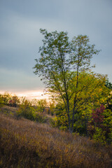 A late afternoon hillside landscape with patches of green, yellow, and red foliage, with a prominent tree in the foreground and a soft sunset glow on the horizon.
