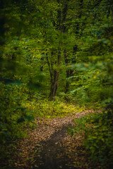 A soft-focus, enchanted forest scene with a narrow path of fallen leaves leading into a sunlit clearing surrounded by a vibrant green undergrowth.